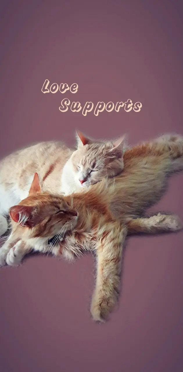 Cats Love Supports