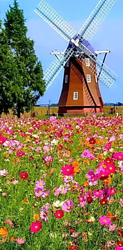 Summer Windmill