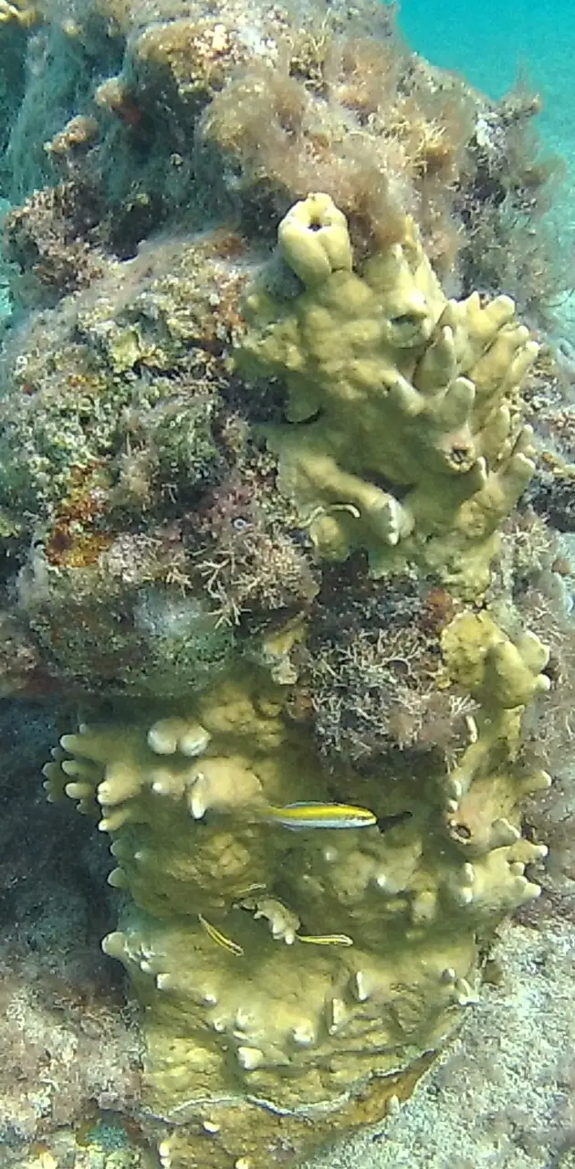 Aruba Coral