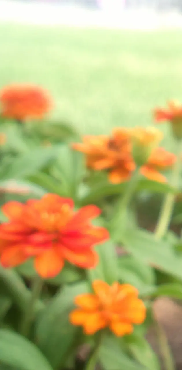Blurred flowers