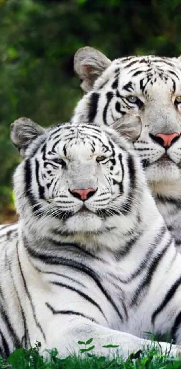 White Tiger Pair