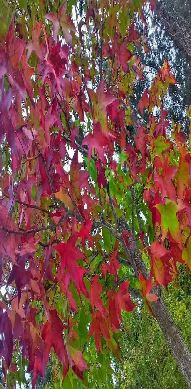 Maple Tree Autumn