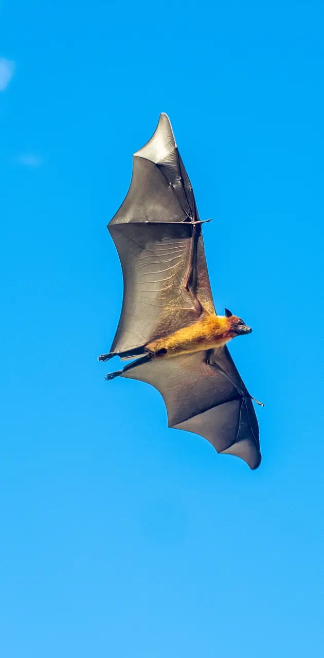 Fruit bat 