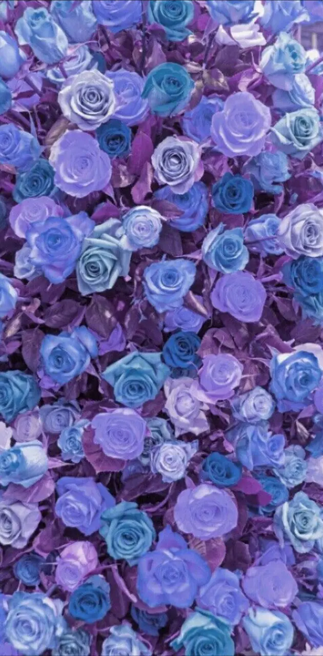 purple roses wallpapers