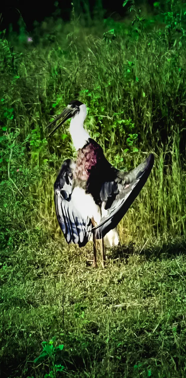 woolly necked stork