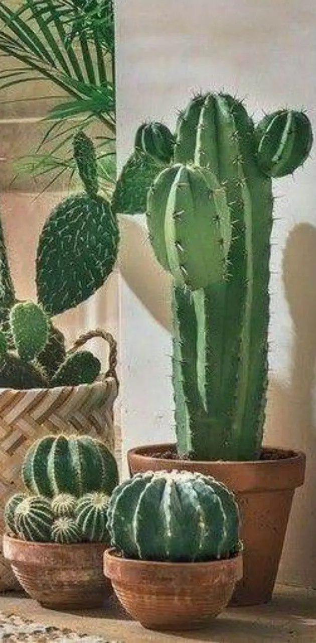 Cacti Planters