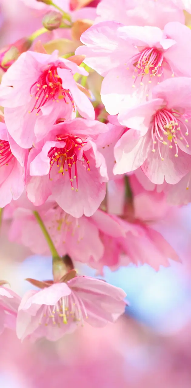 Spring Sakura