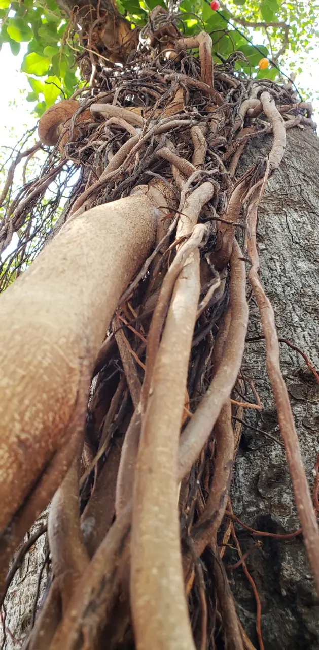 Lahaina banyan tree 