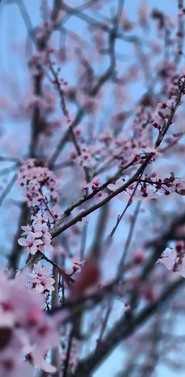Cherry Blossom 🌸 