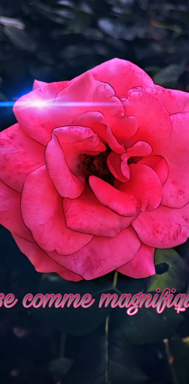 Fleur Rose