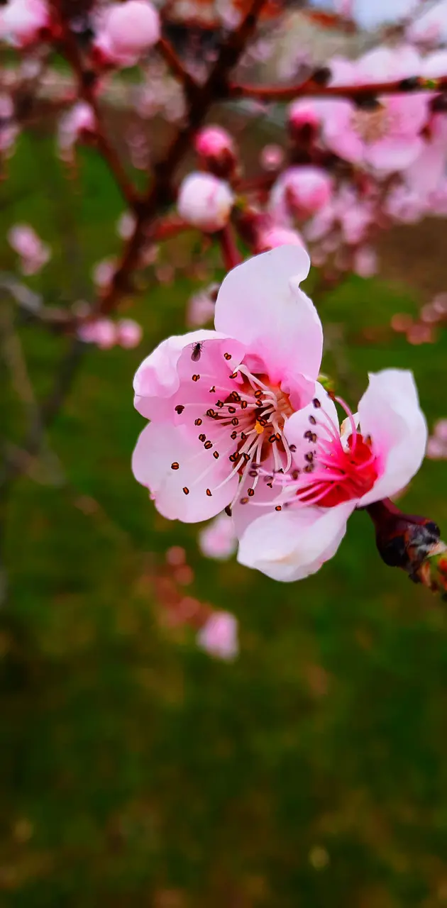 Peach Blossom 