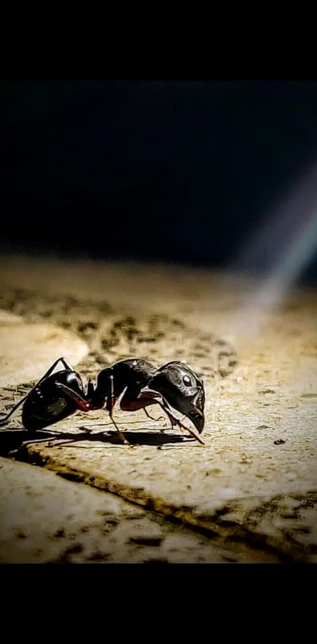 Ant,wildlife,incect 