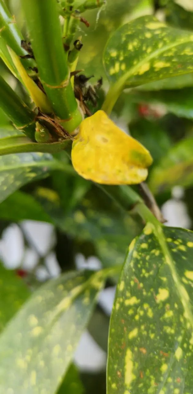 One yellow leaf left