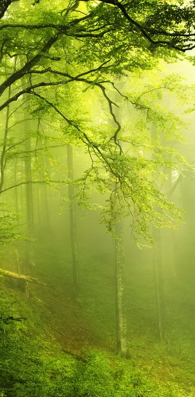 Green Forest View