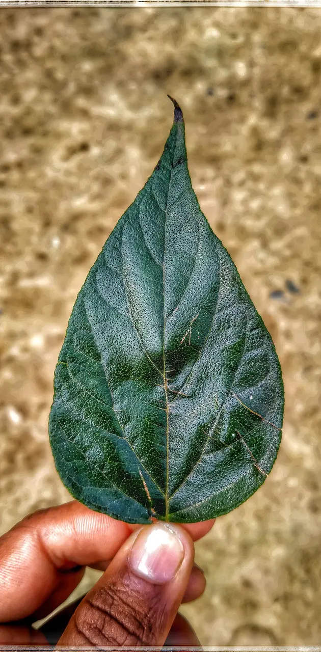 Beautiful Leaf