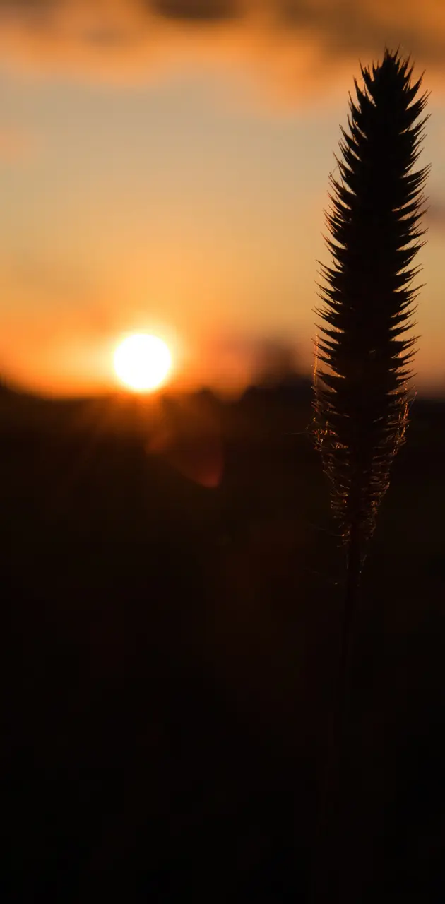 Field sunset