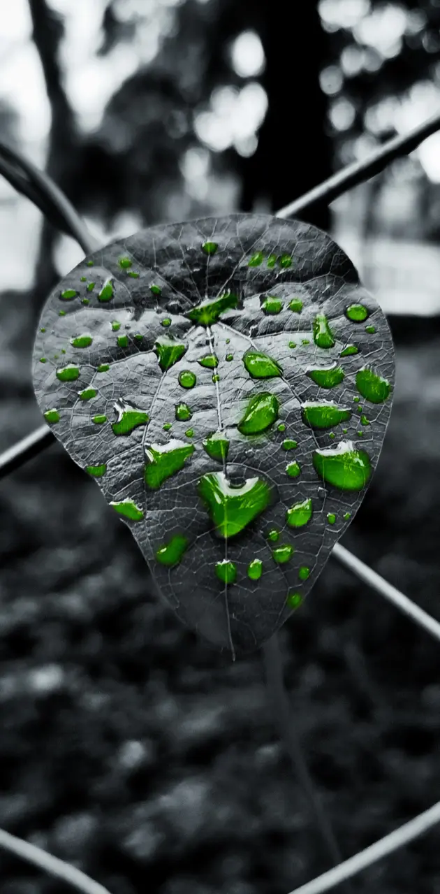 Green bubble on leaf