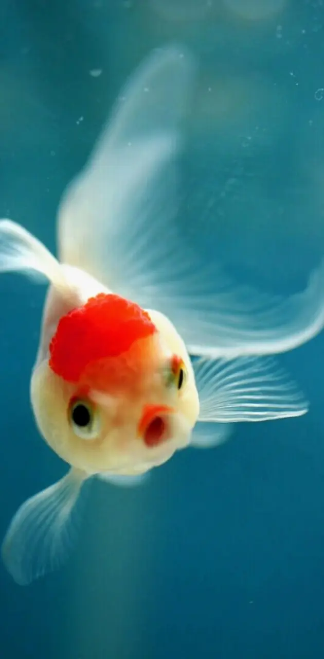 cute fish