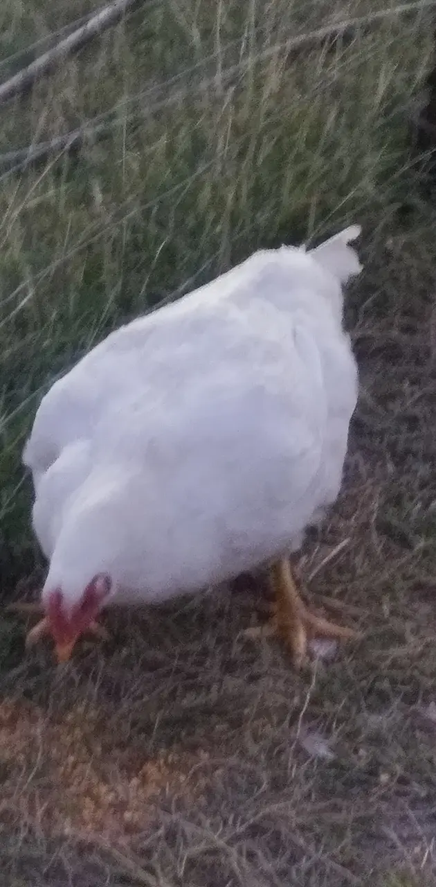 White chicken eating