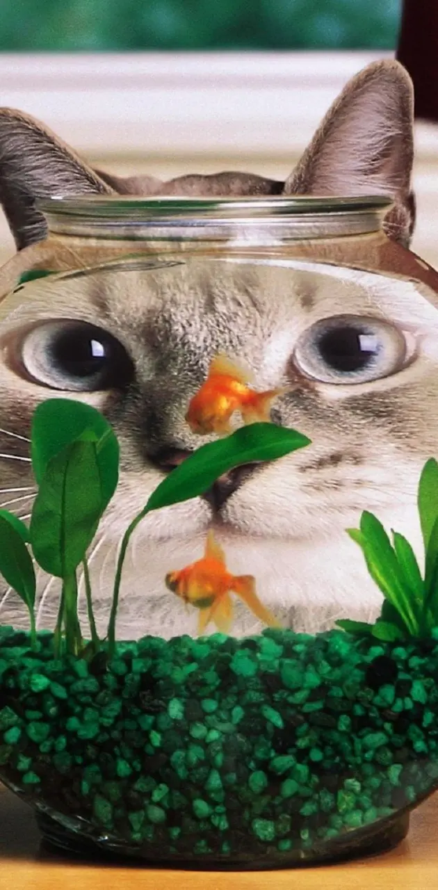 Funny Cat Fish Tank