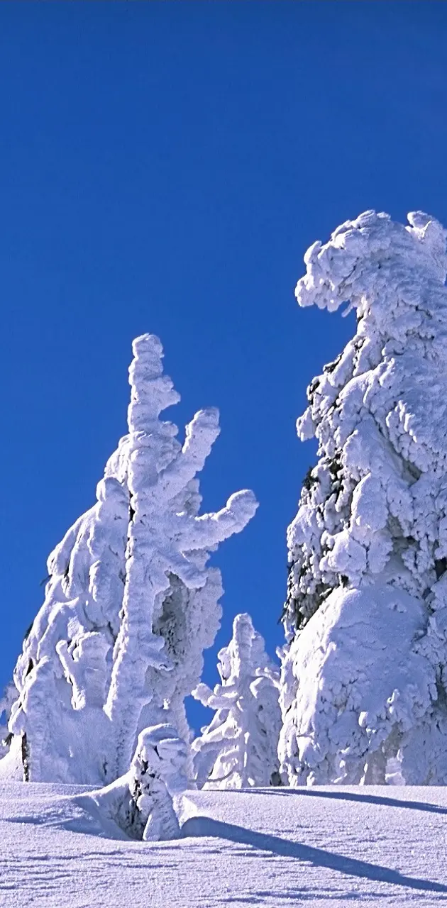 Spooky Snow Trees