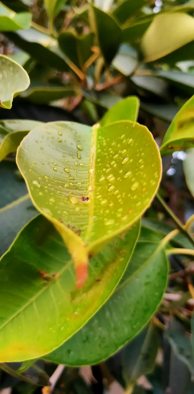 Java plum leaf