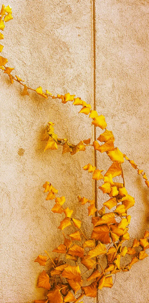 Golden ivy