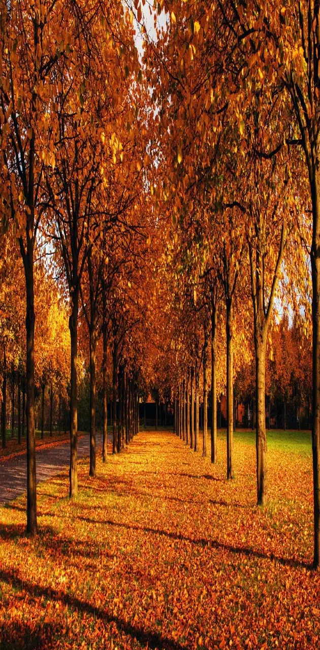 Park autumn