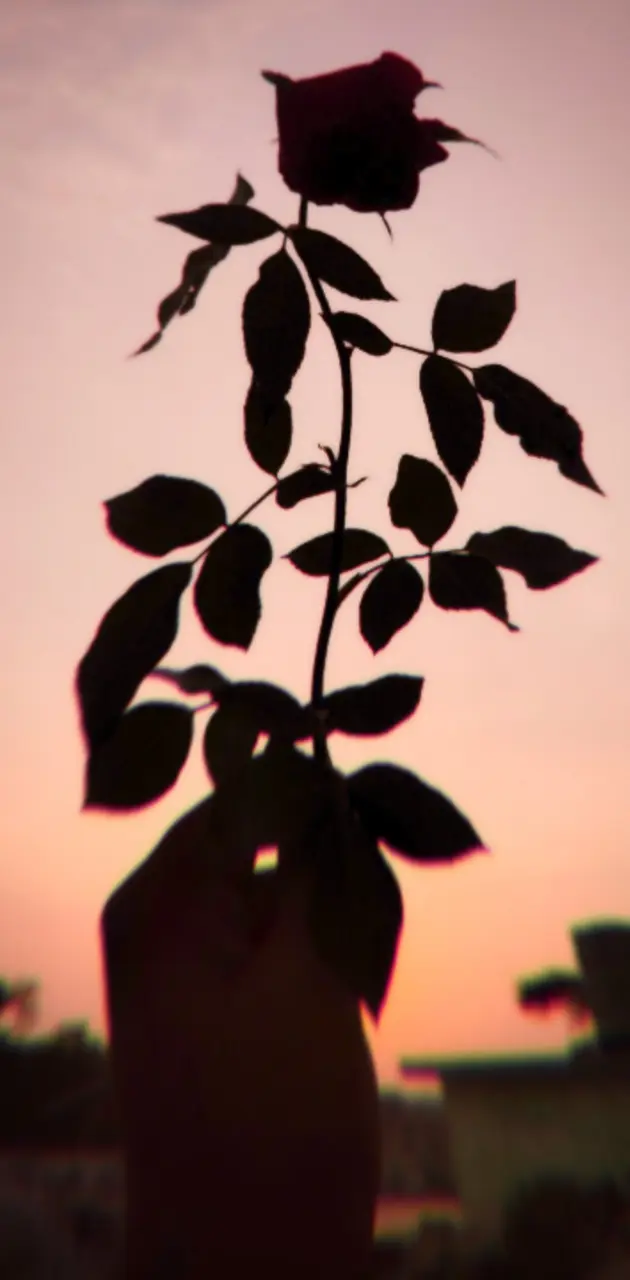 Rose in sunset