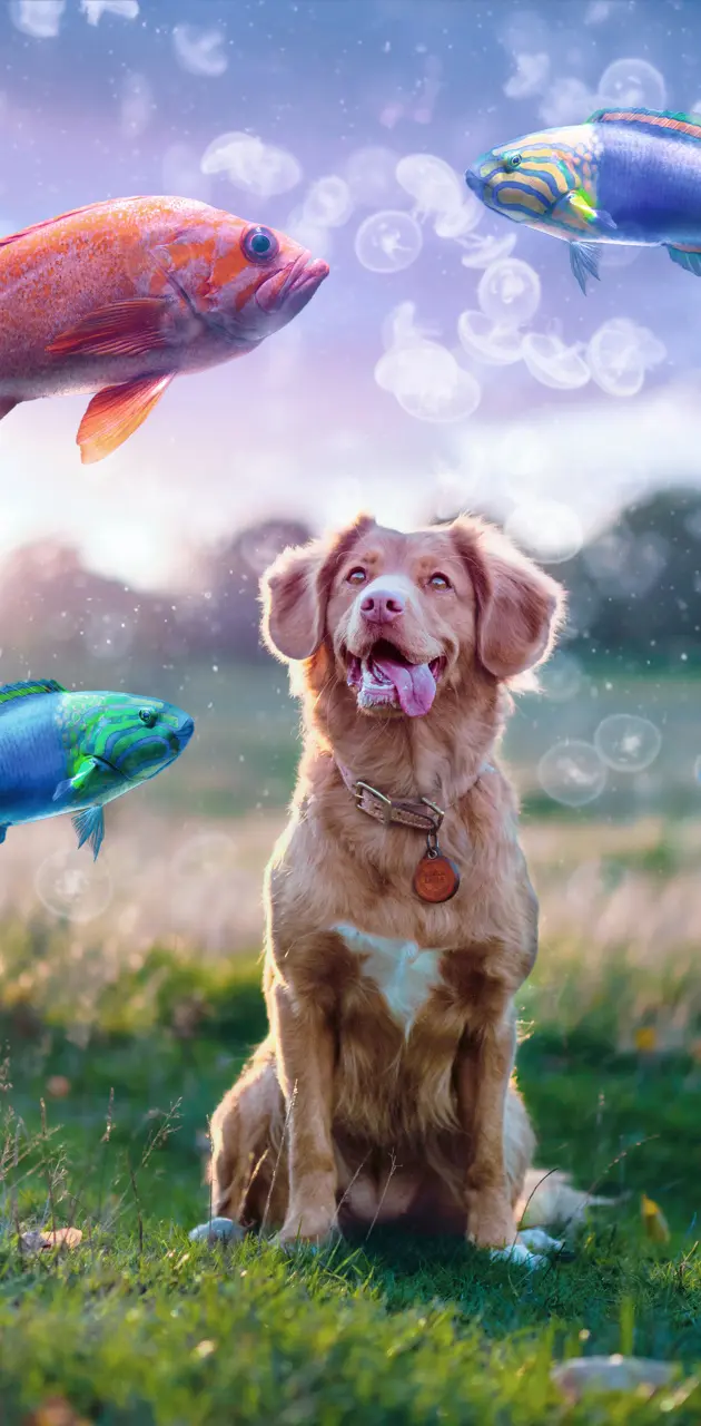 DOG WITH fishes 