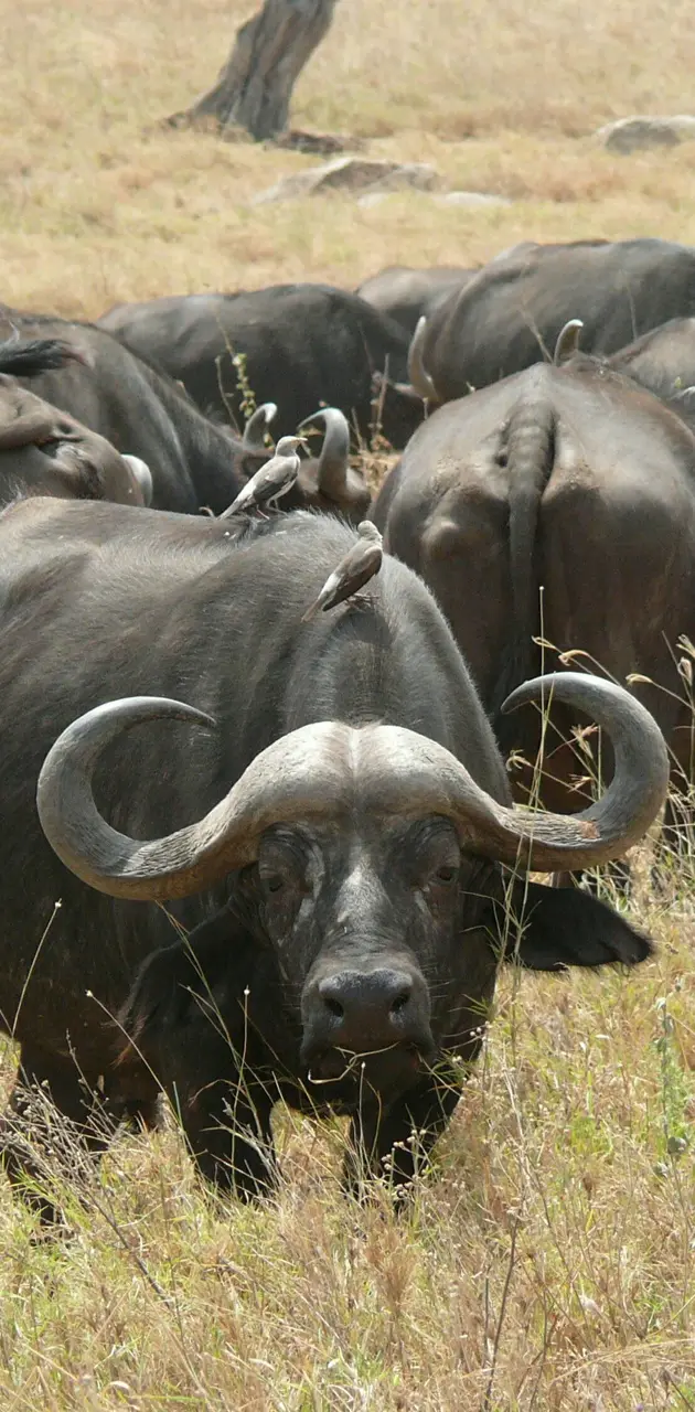Bufalo cafre