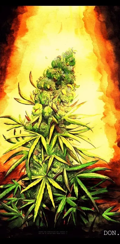 Marijuana Xmas Tree