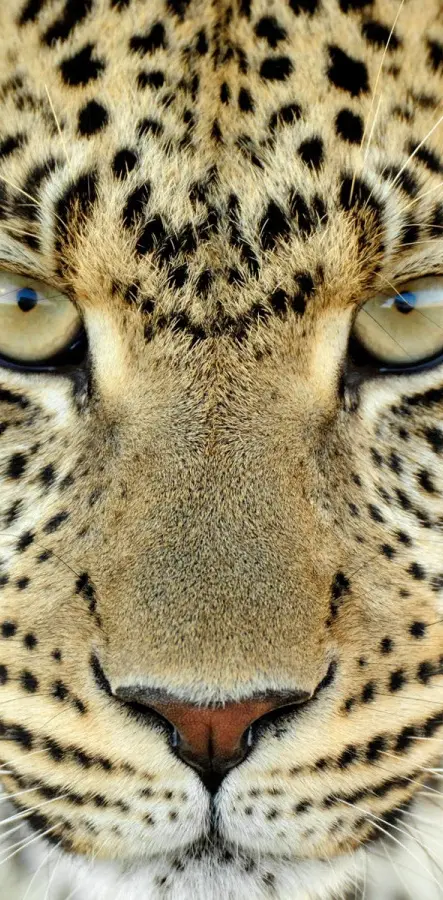 Predator Leopard
