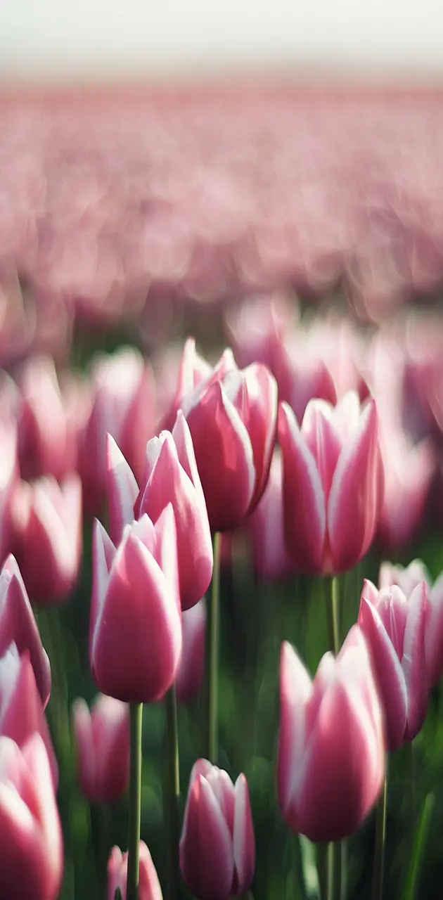 Nice Tulips