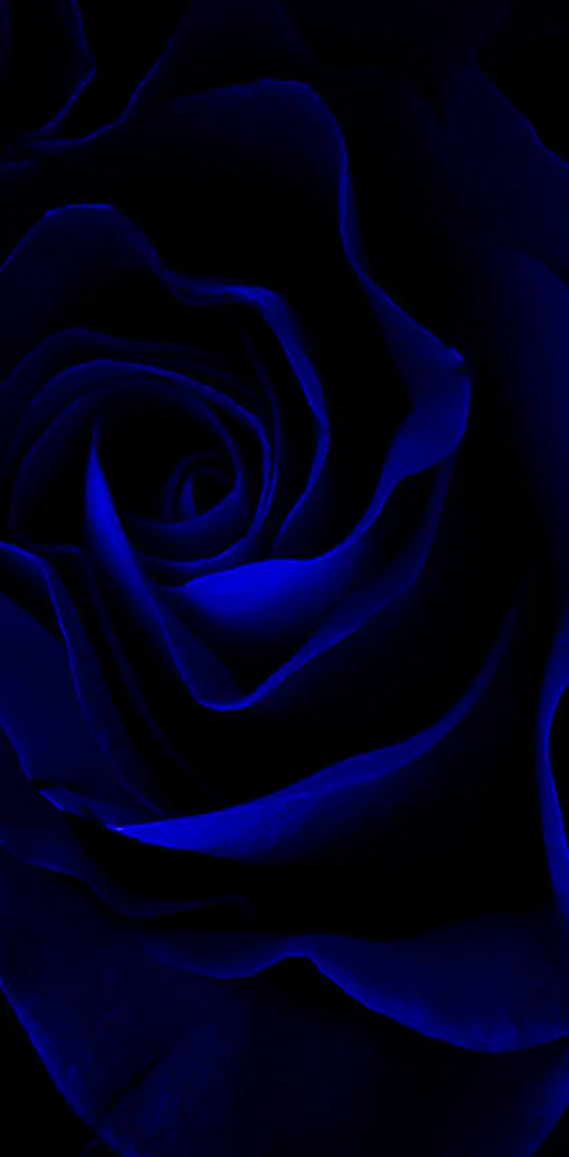 Blue  Rose