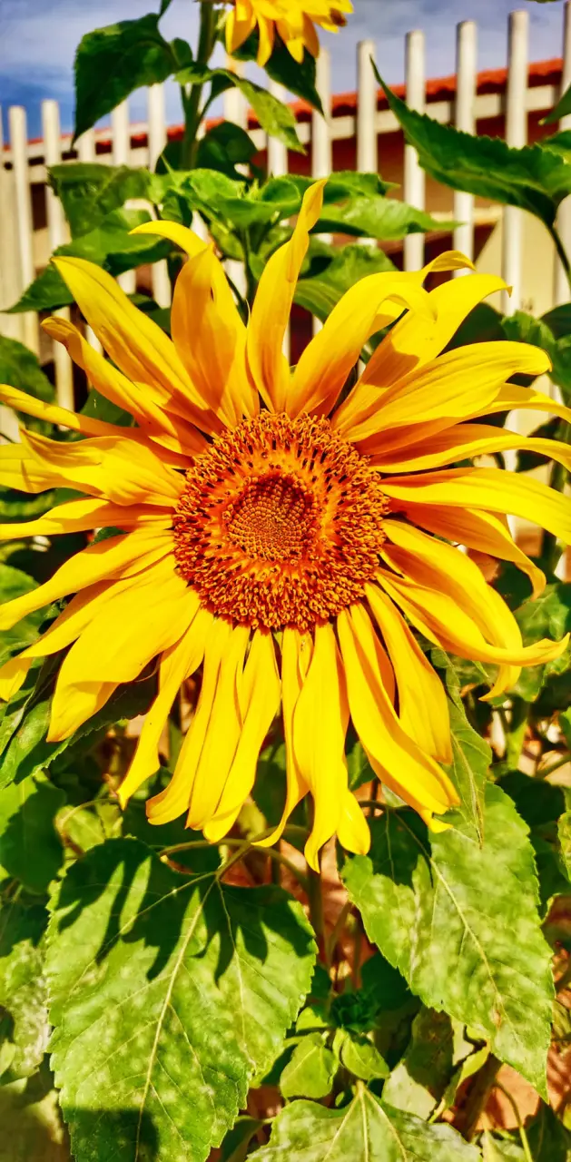 Girassol Sunflower