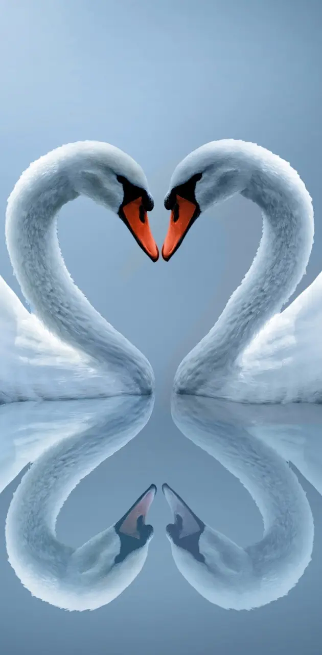 Swans Couple