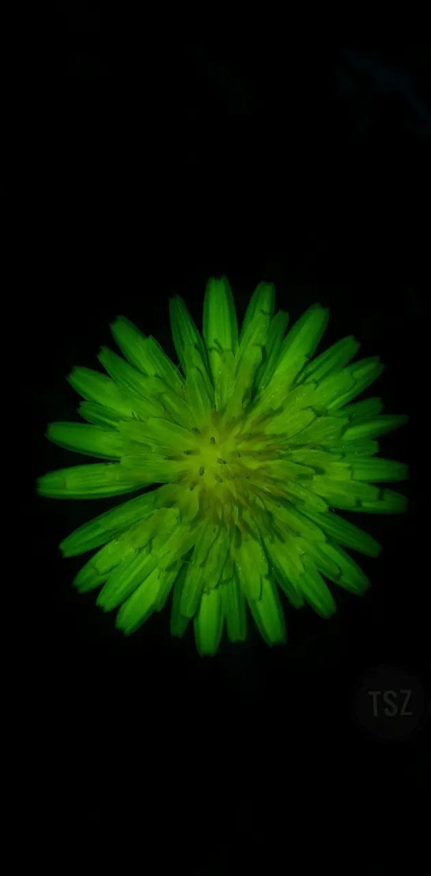 greenish flower 