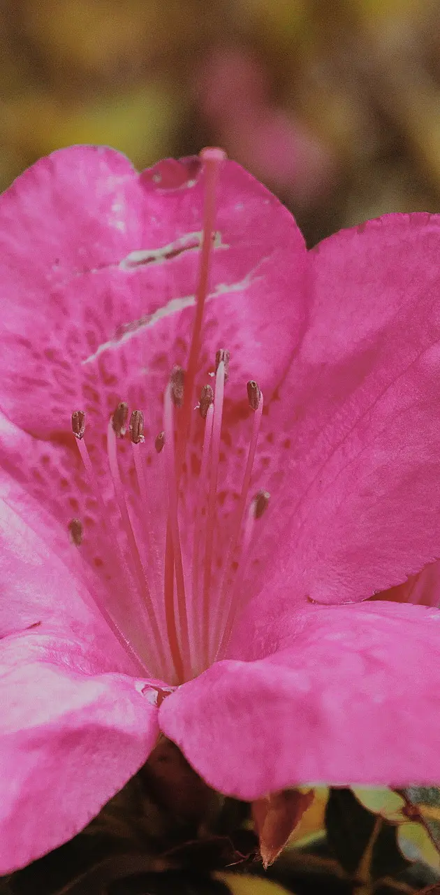 Flor rosa 
