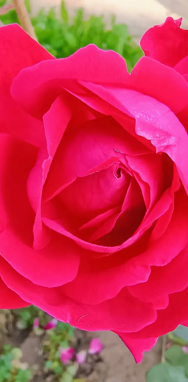 Rose picture 