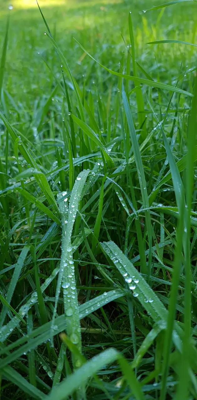 Pearl drops on grass