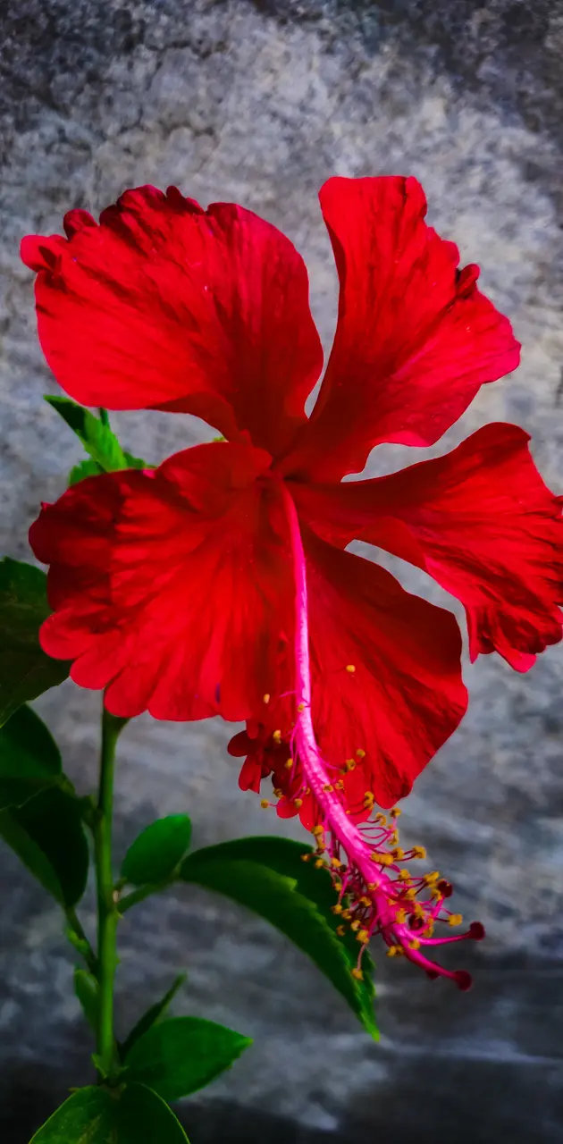 Hibiscus