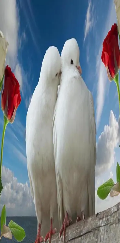 Love Birds Peace