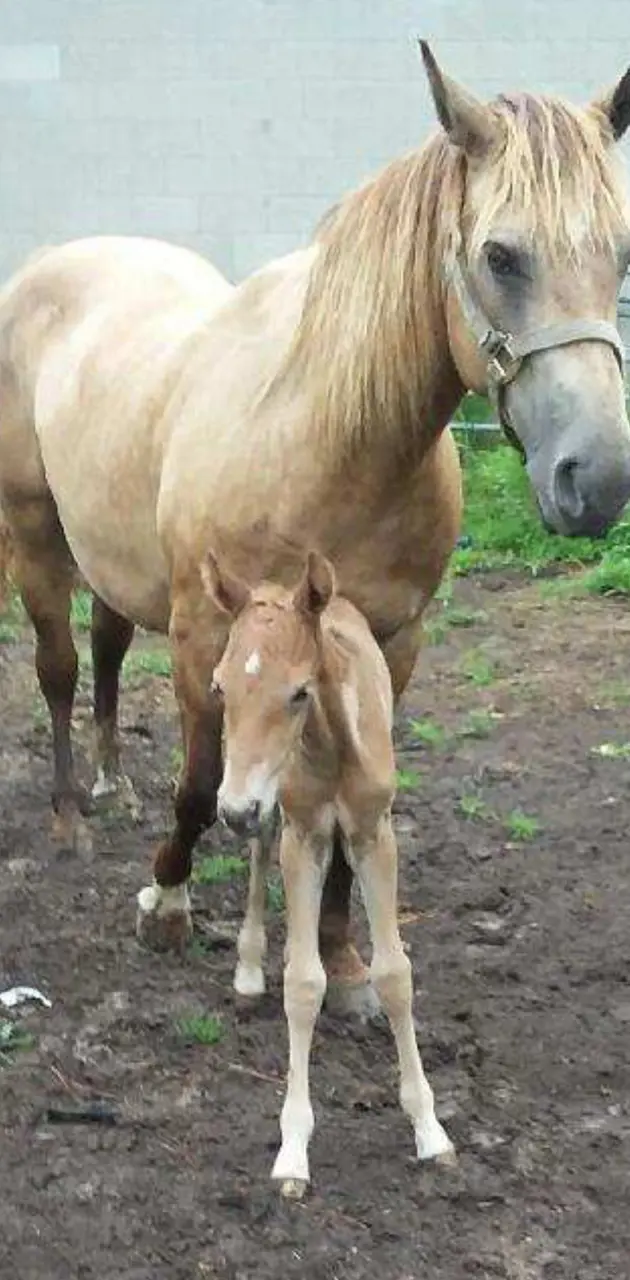 Horse and baby