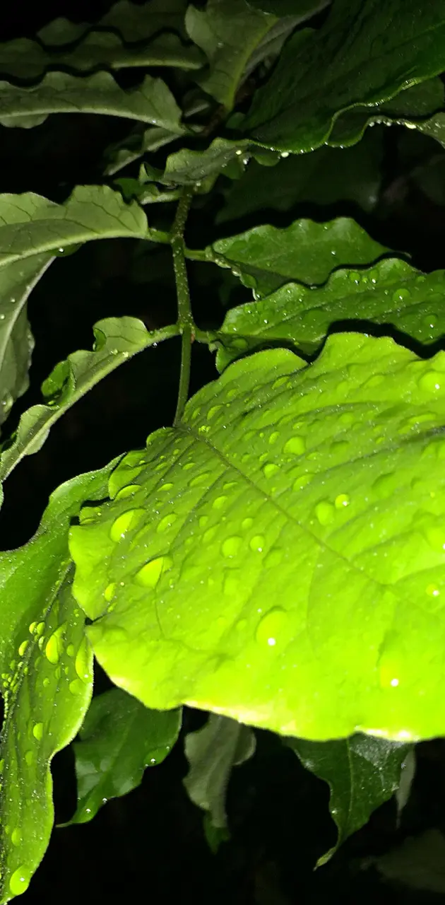 Rainy Leaf