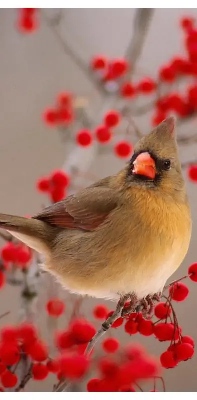 Bird In Red