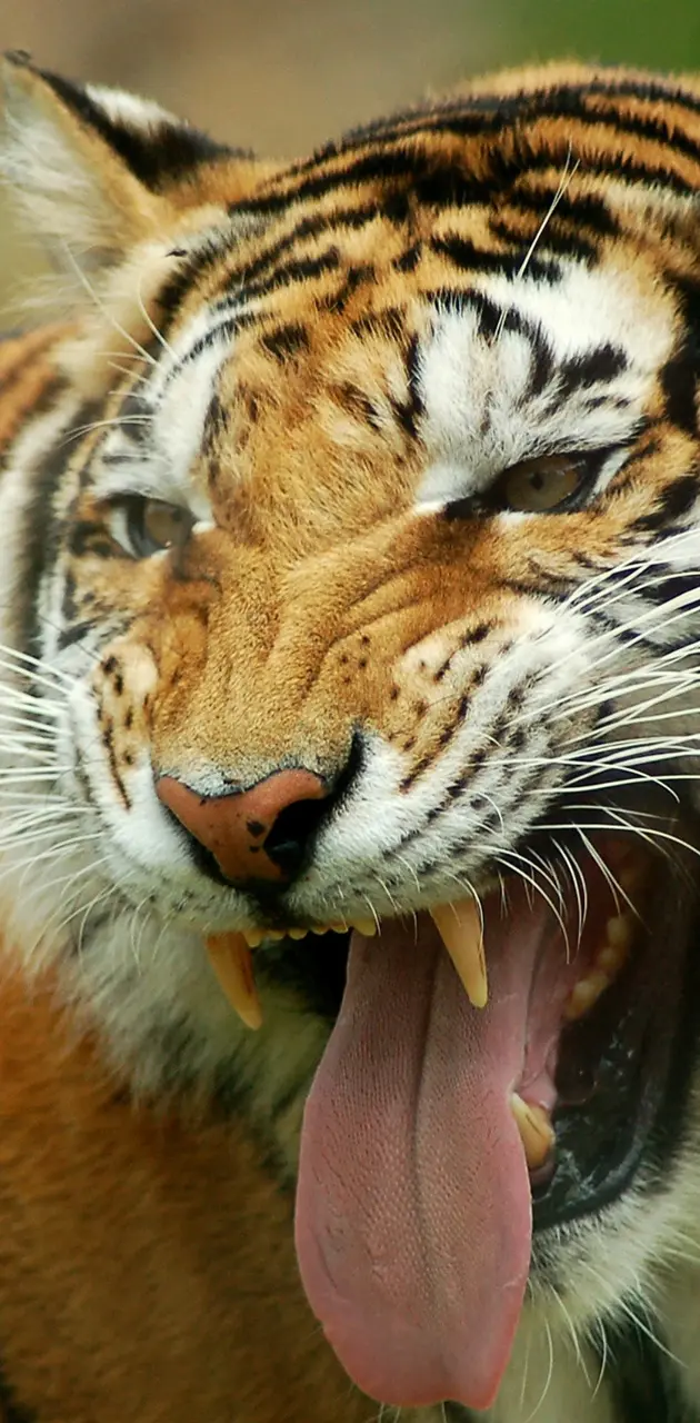 Big Cat Tongue Out