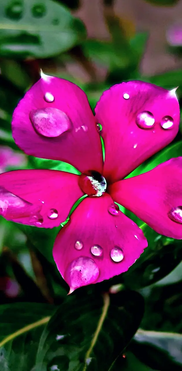 Flower with water drop