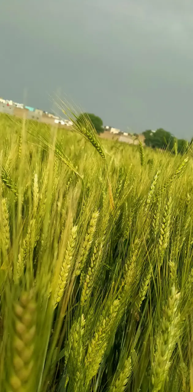 Rocking wheat