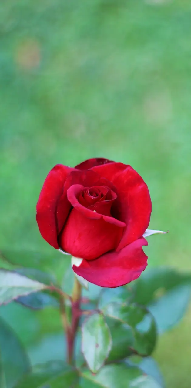 Alone rose